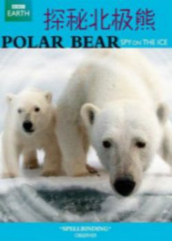 探秘北极熊1
